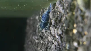 میگوی دیپ بلو کاریدینا (Caridina Deep Blue)