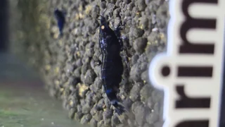 میگوی بلک دویل (Black Devil Shrimp)