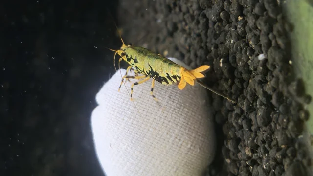 میگوی استارداست (Stardust Shrimp)