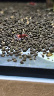 میگوی رد دویل (Red Devil Shrimp)