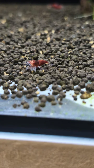 میگوی رد دویل (Red Devil Shrimp)